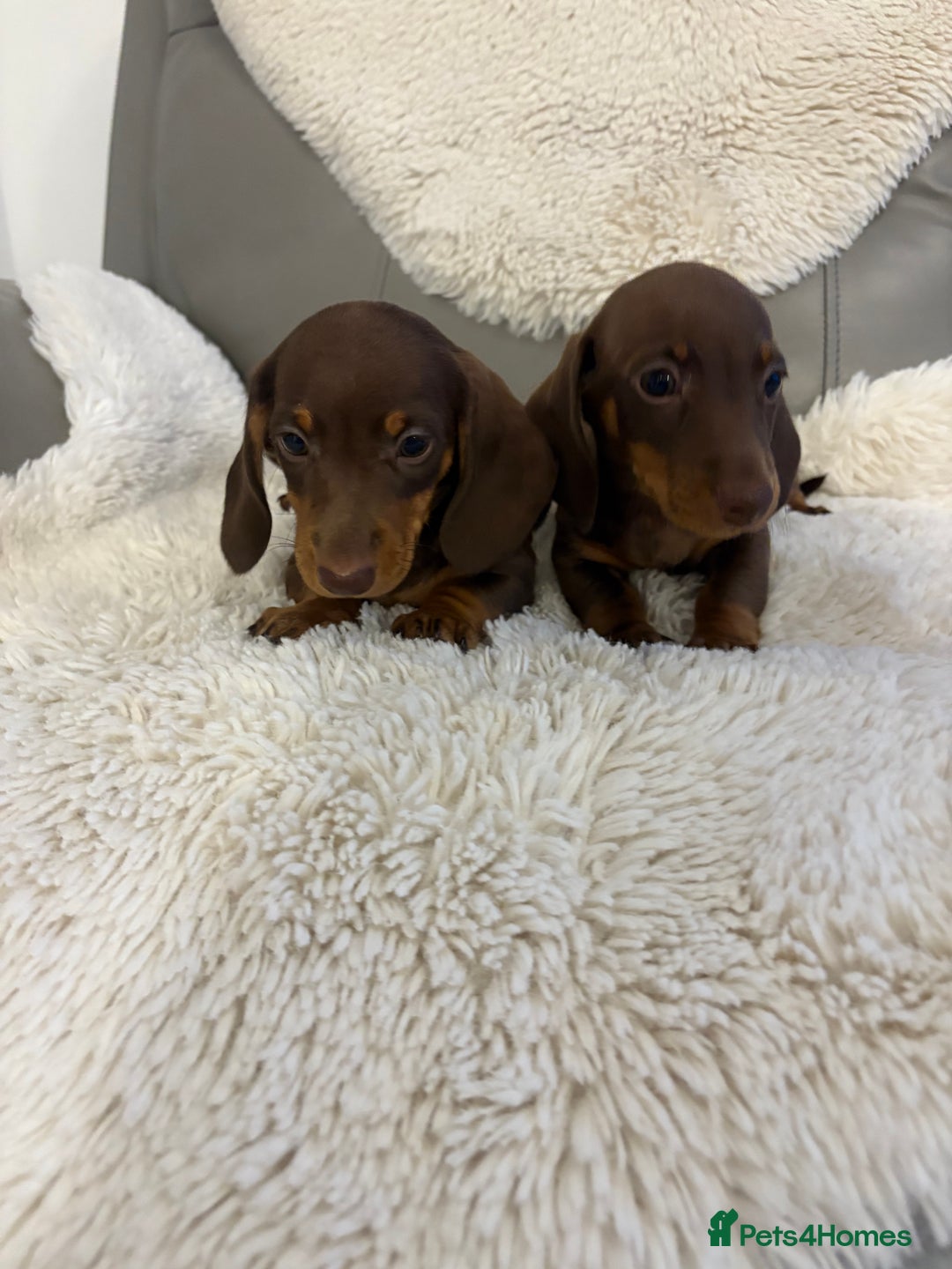 Miniature Dachshund dogs for sale: Miniature dachshund puppies  - Image 4
