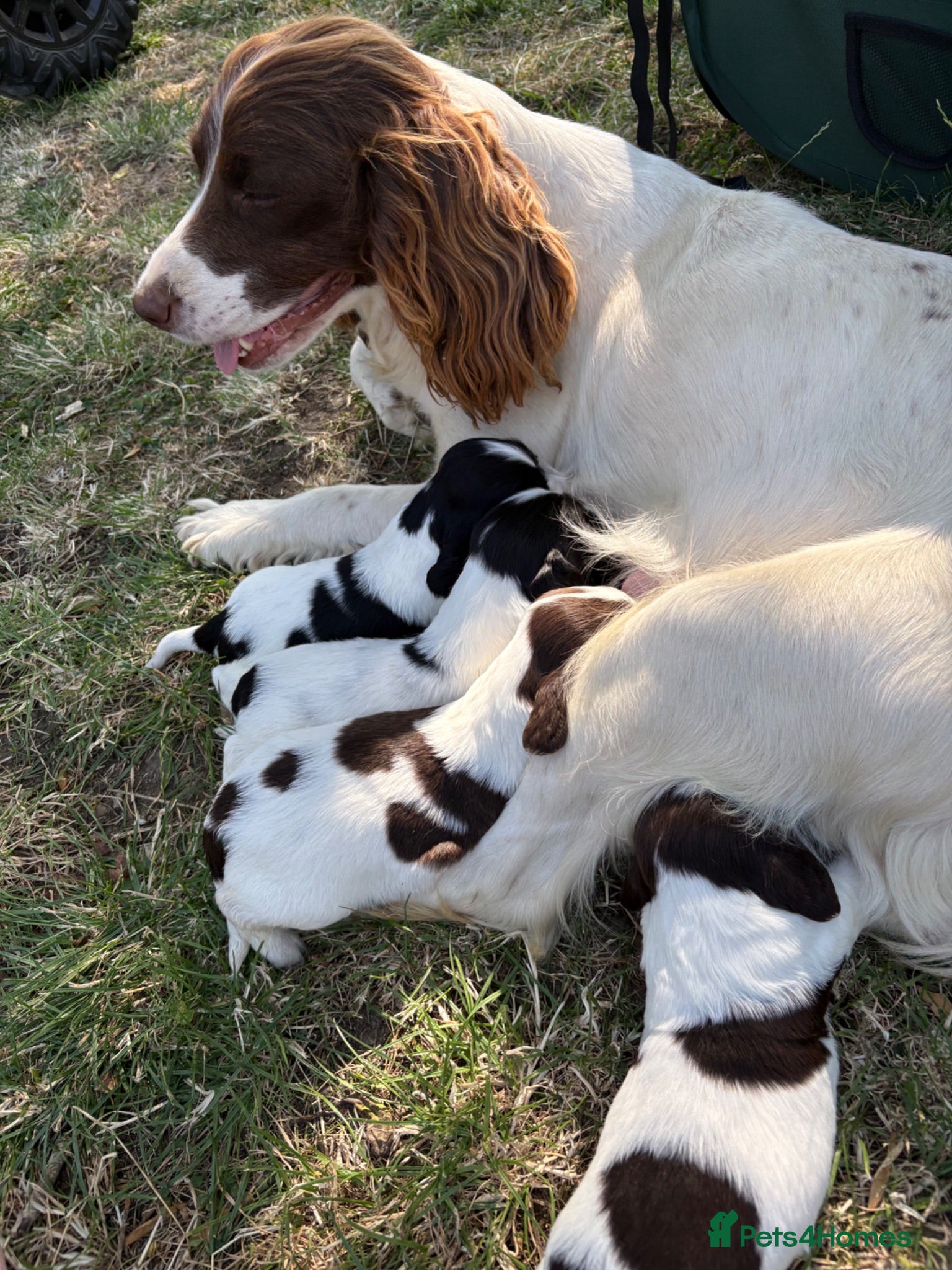 English Springer Spaniel dogs 9 beautiful springer puppies seeking forever home - Advert 2