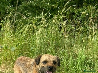 Border Terrier dogs - Advert 32