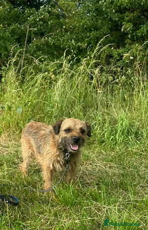 Border Terrier dogs - Advert 1