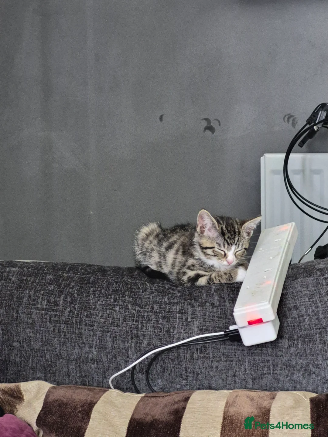 Mixed Breed cats for sale: 3 female kittens for sale  - Advert 2