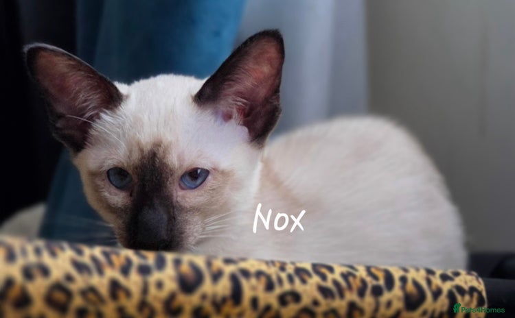 Balinese cats - Advert 1