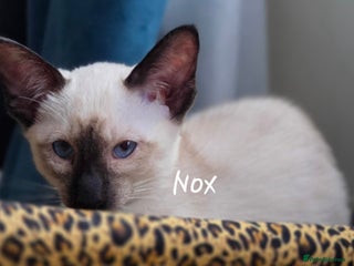 Balinese cats - Advert 1