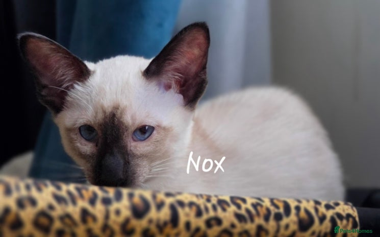 Balinese cats - Advert 1