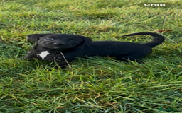 Mixed Breed dogs for sale: Happy and friendly  - Image 6