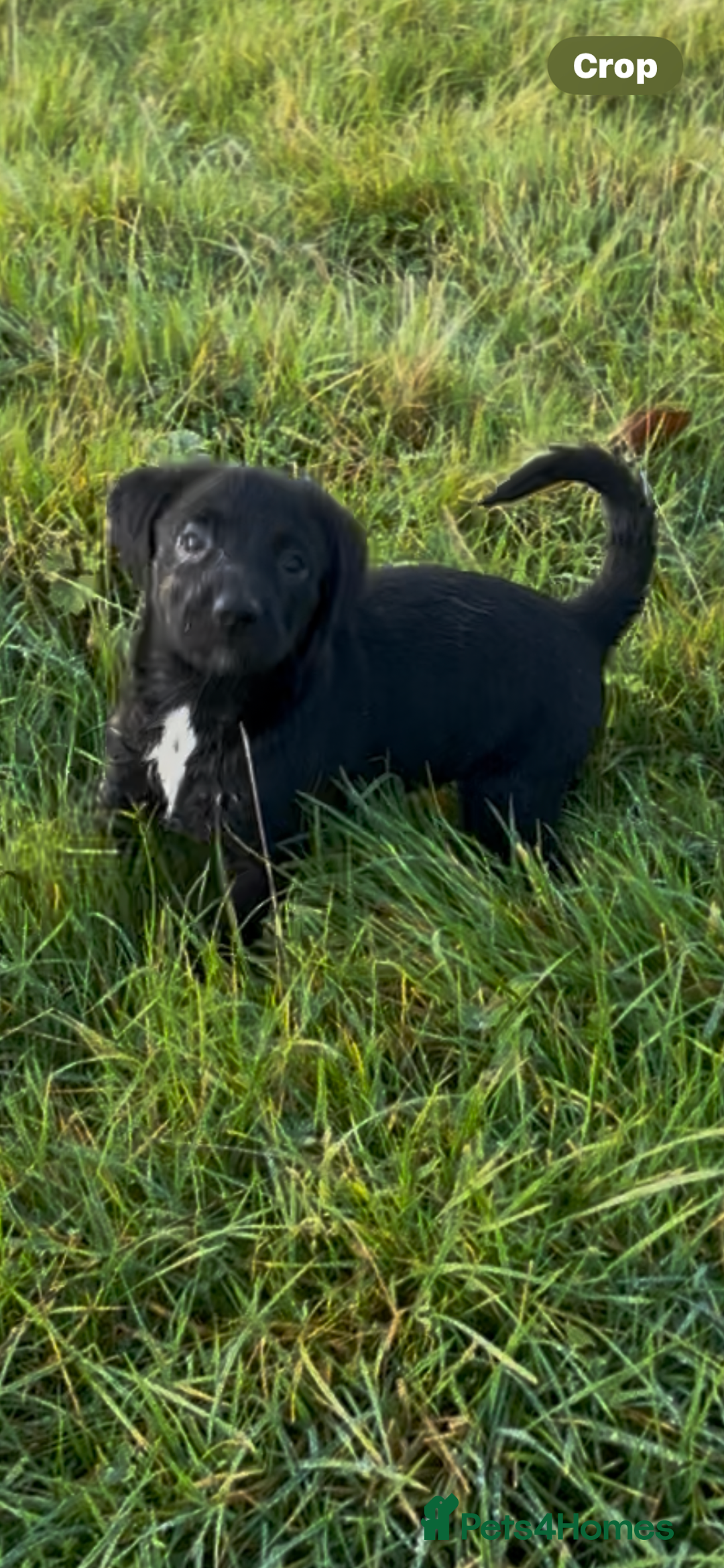 Mixed Breed dogs for sale: Happy and friendly  - Image 6