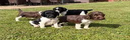 English Springer Spaniel dogs for sale: KC Working Springer Springer Puppies - Advert 7