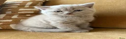 British Shorthair cats for sale: Best Quality Clasic BSH LILAC KITTENS - Advert 19