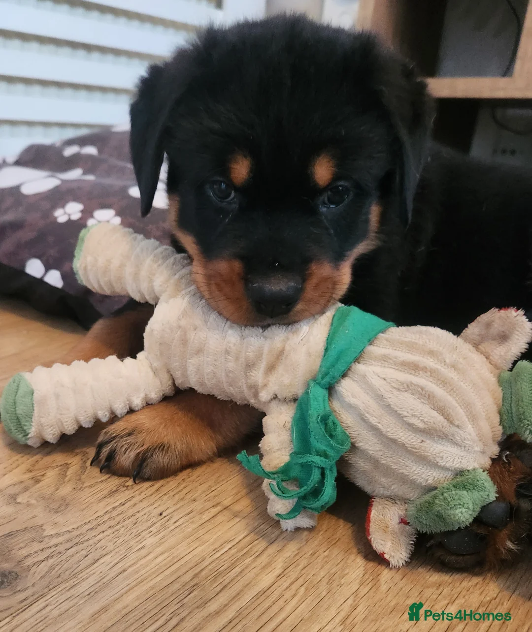 Rottweiler dogs for sale: Champion Pedigree Rottweiler Puppies - Advert 7