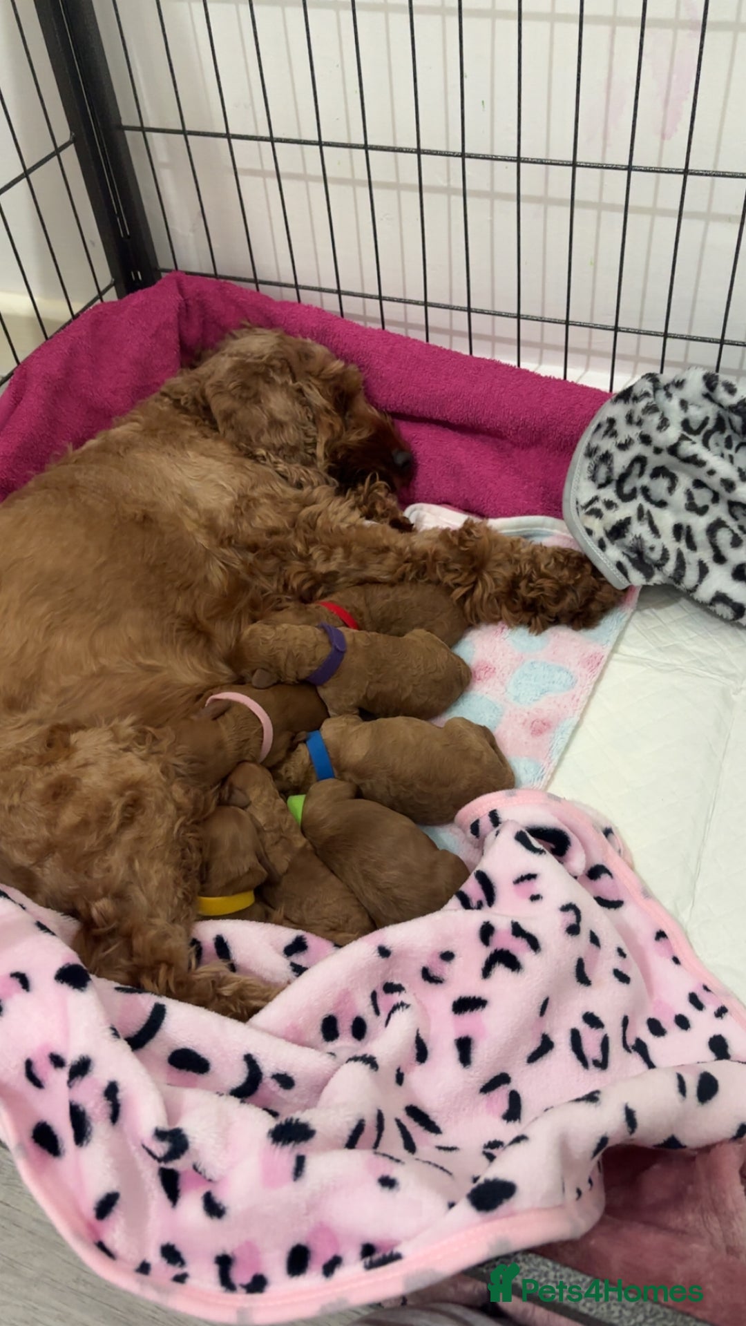 Cockapoo dogs for sale: Red cockapoo pups 😍 3 weeks old almost  - Advert 6