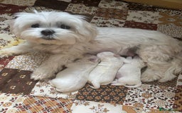 Maltese dogs for sale: Maltese boy for SALE  - Image 1