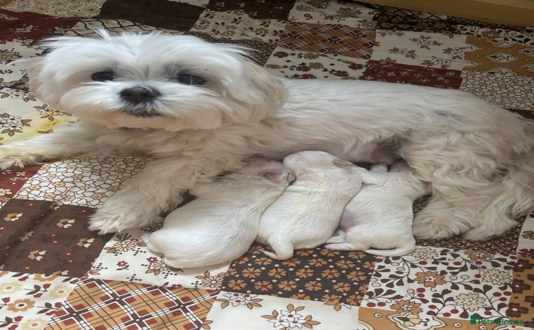 Maltese dogs - Advert 2