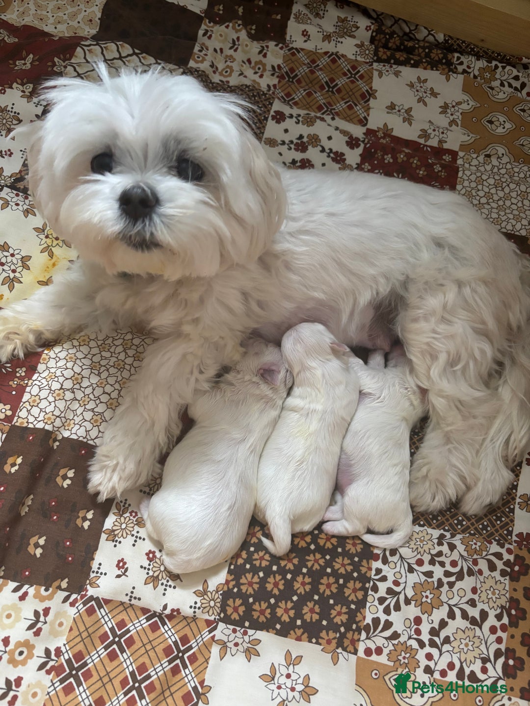 Maltese dogs for sale: Maltese boy for SALE  - Image 1