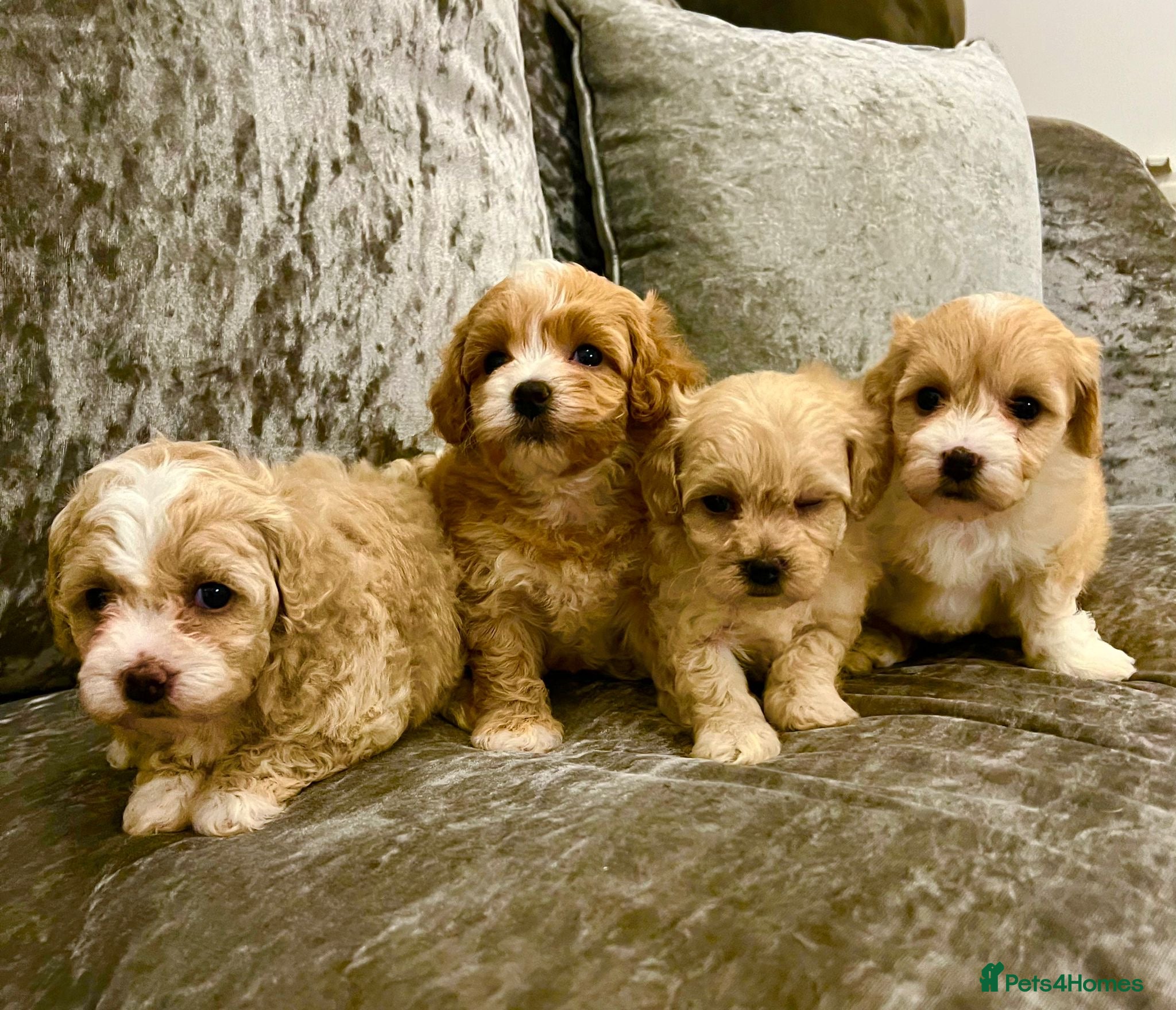 Maltipoo dogs Maltipoo  **  puppies  - Advert 7