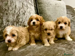Maltipoo dogs Maltipoo ** puppies - Advert 7