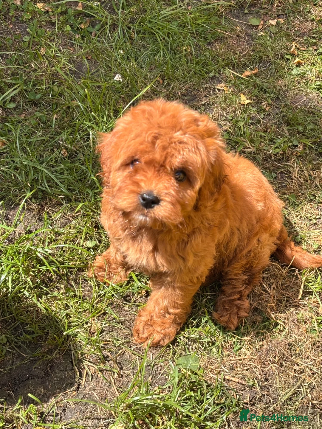 Cavapoo dogs for sale: Stunning tiny cavapoo’s - Advert 2