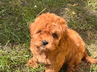 Cavapoo dogs Stunning Tiny red Cavapoo Ready Now - Advert 5