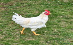 Chickens poultry for sale: Two Roosters for sale ! £20 for 2! Only two left! - Advert 3