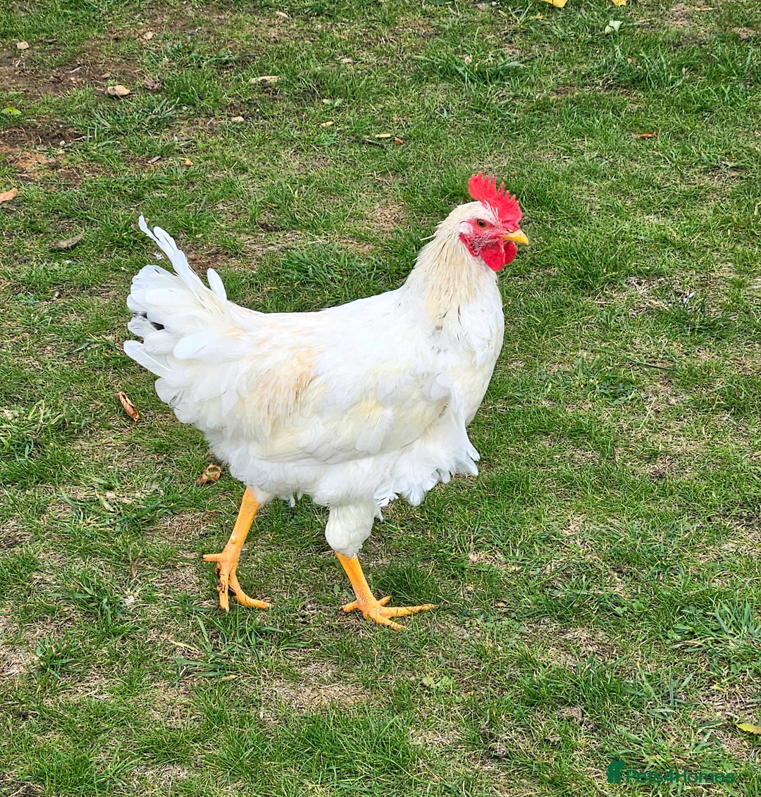 Chickens poultry for sale: Two Roosters for sale ! £20 for 2! Only two left! - Advert 3