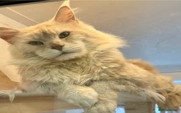 Maine Coon cats for sale: Beautiful Fluffy Maine Coon Kittens - Image 19
