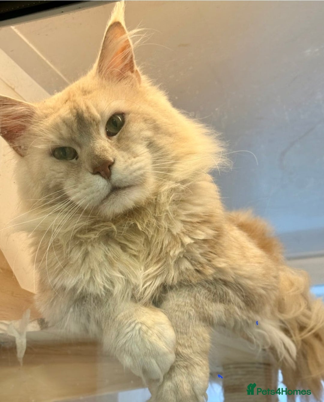 Maine Coon cats for sale: Beautiful Fluffy Maine Coon Kittens - Image 19