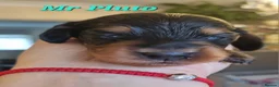 Miniature Dachshund dogs for sale: 🌟 Miniature LH Dachshund Puppies 🌟  - Advert 35