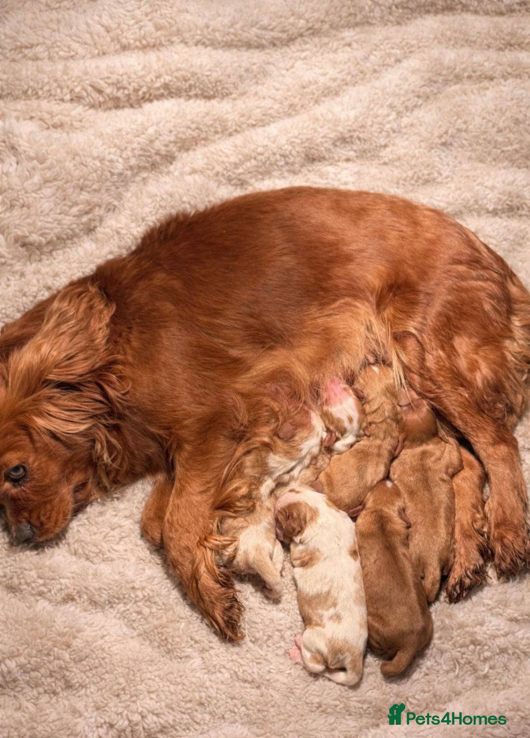 Cavalier King Charles Spaniel dogs for sale: KC Beautiful Cavaliers Health Tested Parents - Advert 5
