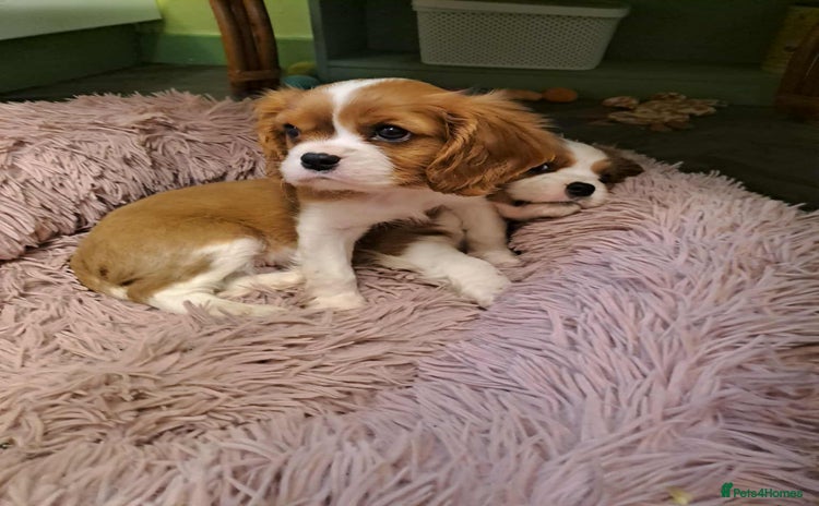 Cavalier King Charles Spaniel dogs - Advert 11