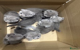 Scottish Fold cats for sale: Beautiful Scottish folds and straights kittens🎀 - Image 10