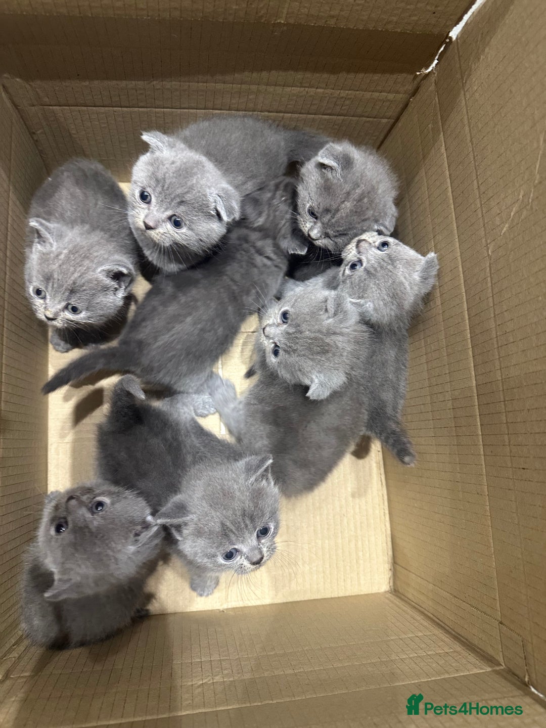 Scottish Fold cats for sale: Beautiful Scottish folds and straights kittens🎀 - Image 10