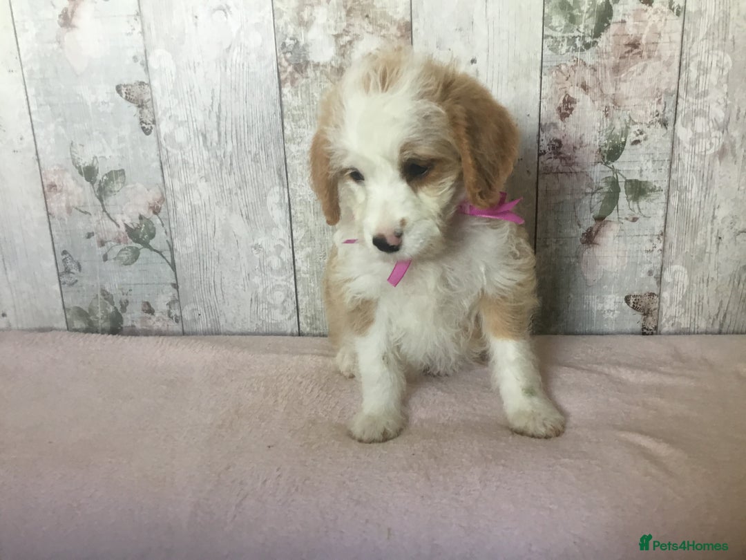 Bordoodle dogs for sale: Adorable & Confident Collie x poodle pups - Image 5