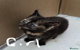 Domestic Shorthair cats for sale: Kittens looking for their forever home - Advert 6