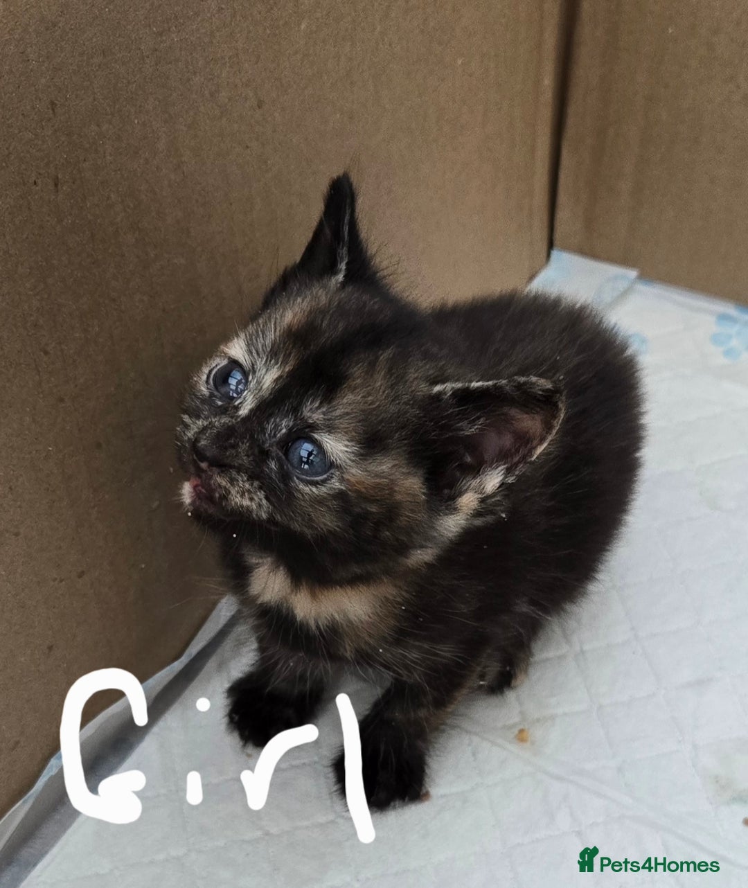 Domestic Shorthair cats for sale: Kittens looking for their forever home - Advert 6