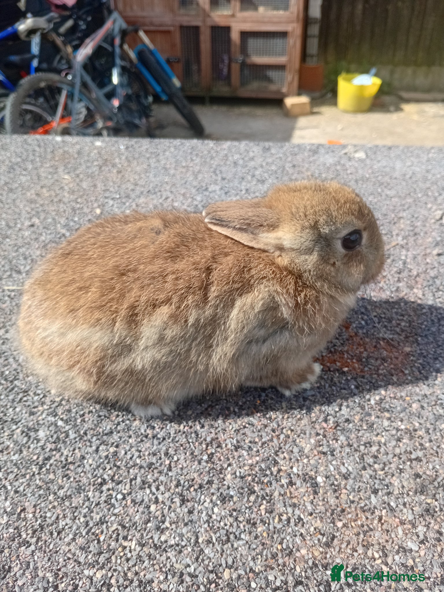 Netherland Dwarf rabbits Netherland dwarf baby  - Advert 2