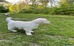 Golden Retriever dogs for sale: 5 generation KC registered pure white  - Image 10