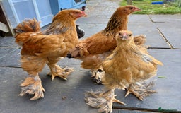 Chickens poultry for sale: Brahma Large Fowl Cockerels & Pullets - Image 2