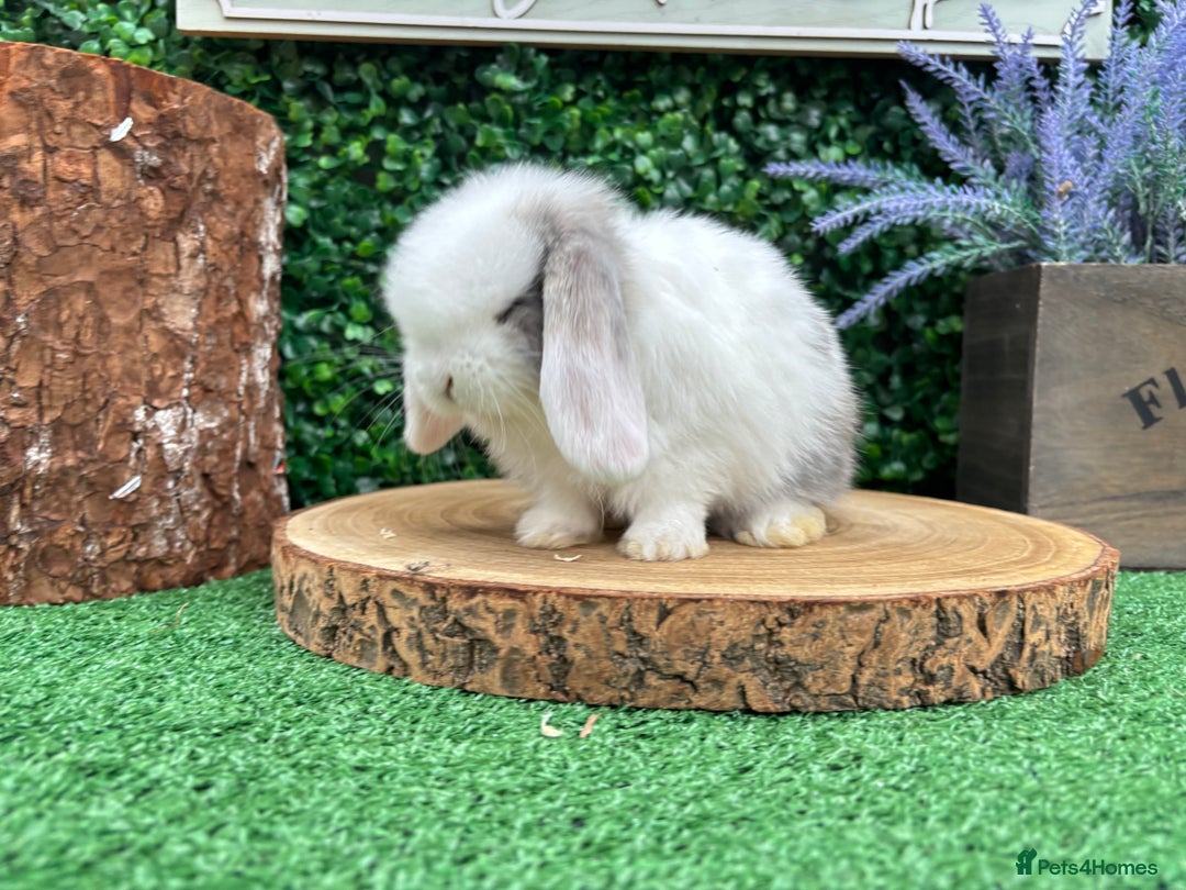 Mini Lop rabbits for sale: Mini lop babies 🌟 in Hartlepool - Image 9