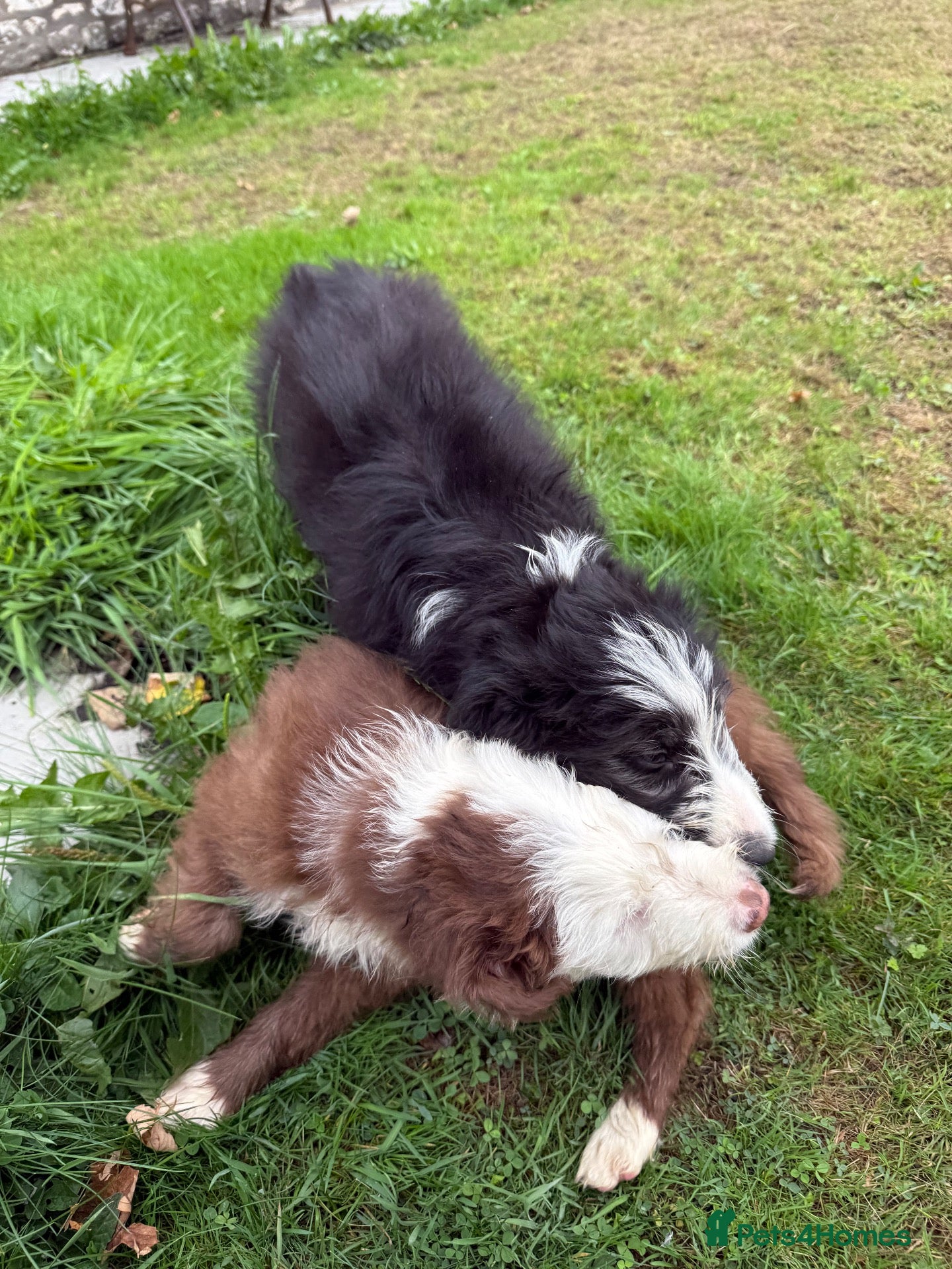Bearded Collie dogs Two beautiful beardie pups for sale! - Advert 1