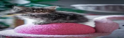 Maine Coon cats for sale:  Chunky full Maine coon kittens ready now   £795 - Advert 17
