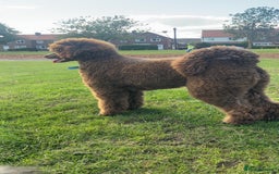 Standard Poodle dogs for sale: Standard poodle  - Image 6
