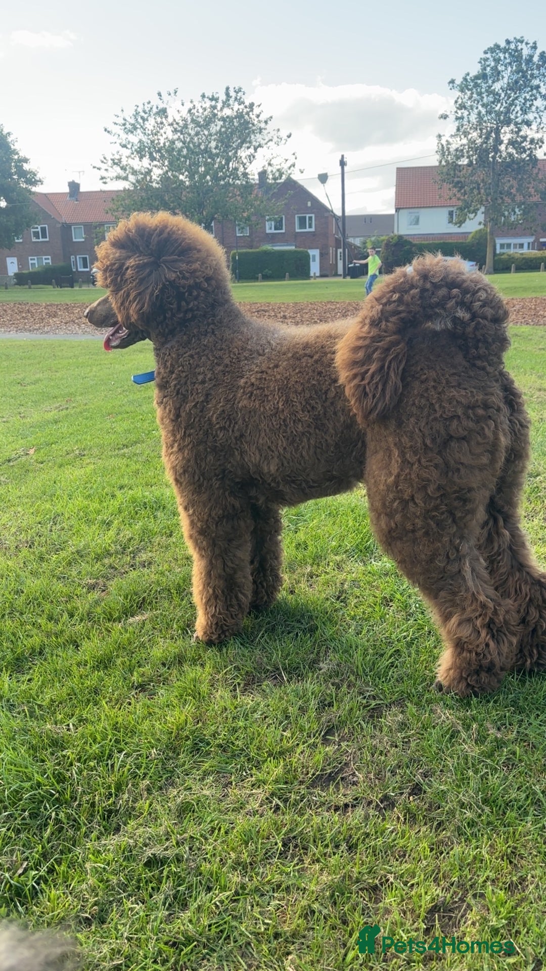Standard Poodle dogs for sale: Standard poodle  - Image 6