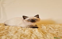British Shorthair cats for sale: British Shorthair kittens  - Image 15