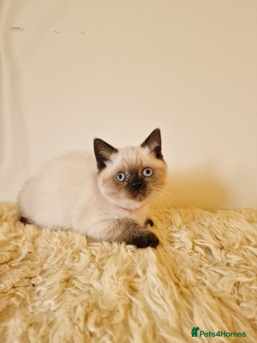 British Shorthair cats for sale: British Shorthair kittens  - Image 15