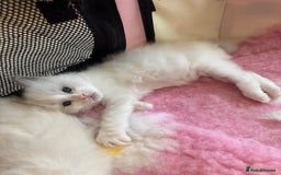 Ragdoll cats for sale: Gorgeous European ragdolls, Tica registered - Image 3
