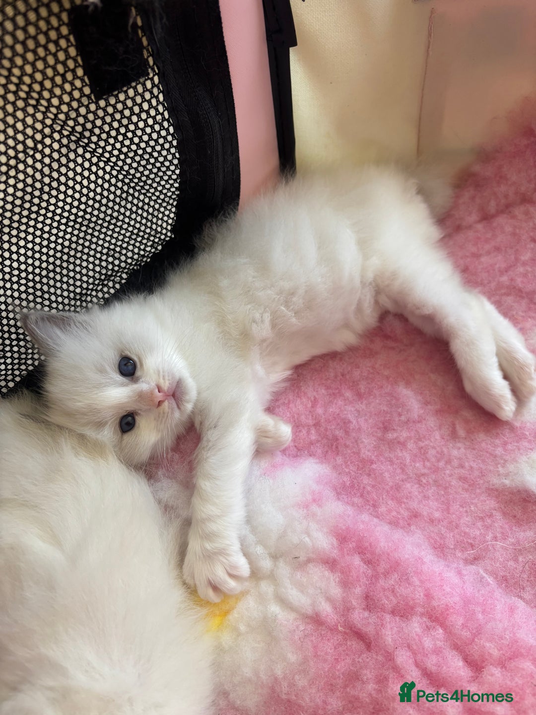 Ragdoll cats for sale: Gorgeous European ragdolls, Tica registered - Image 3