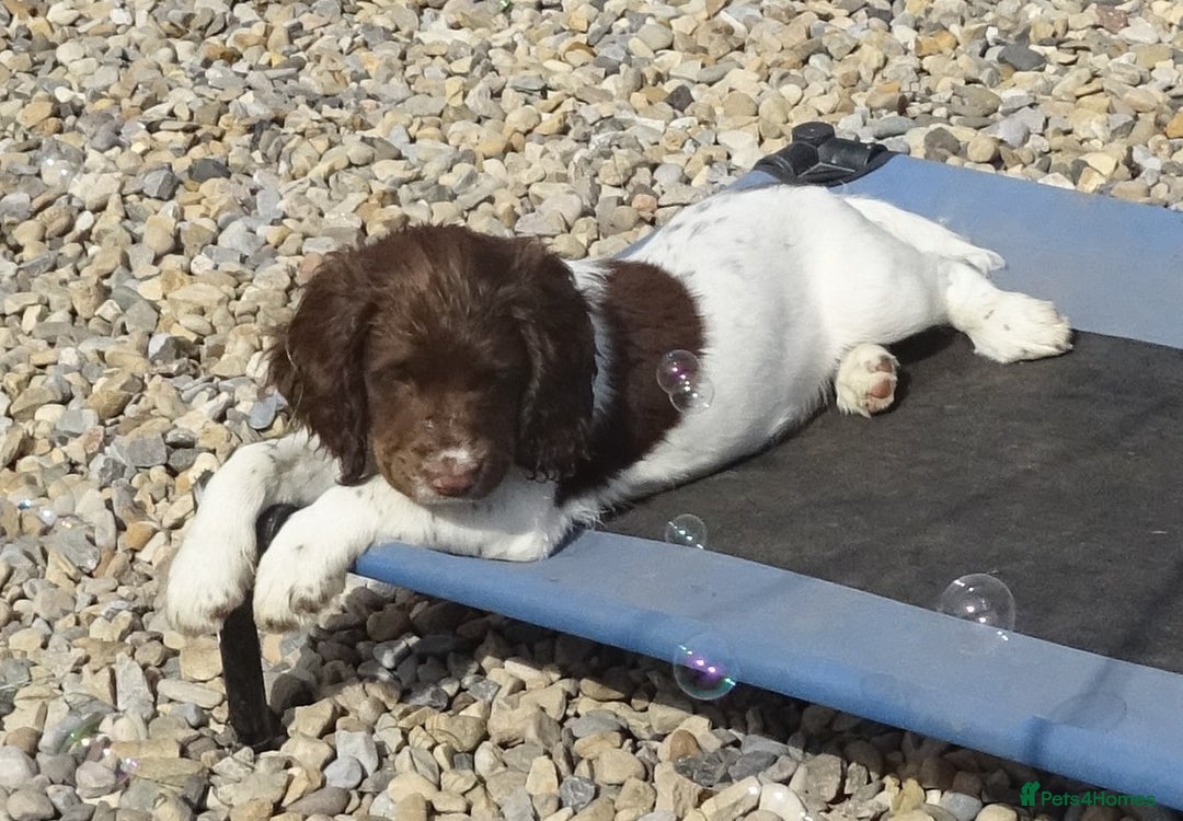 English Springer Spaniel dogs for sale: English Springer Spaniel Puppy 2 - English Springer Spaniel Puppies - Image 5