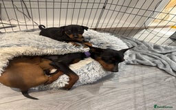 Miniature Pinscher dogs for sale: Beautiful Male miniature pinscher pure breed - Image 3