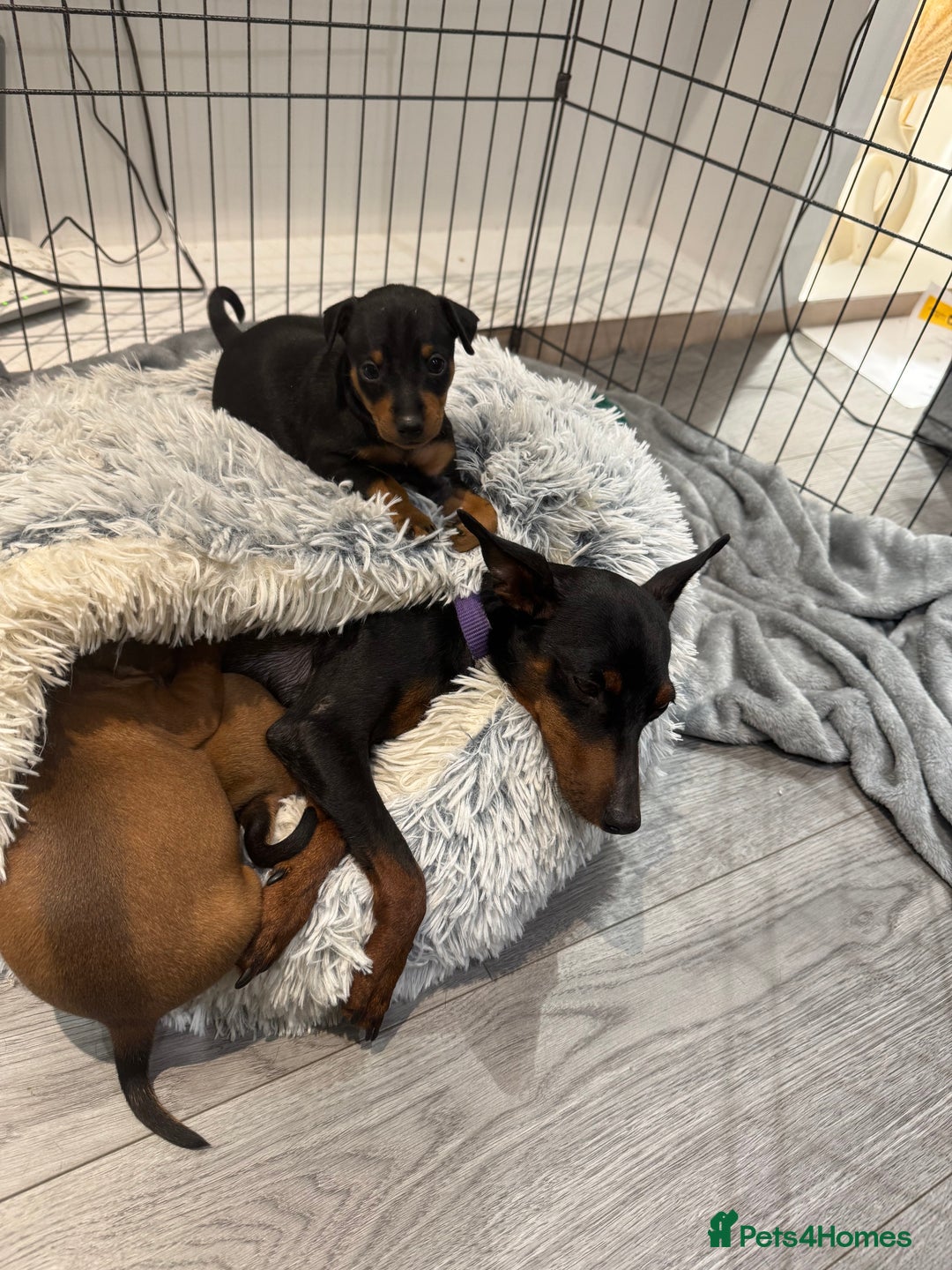 Miniature Pinscher dogs for sale: Beautiful Male miniature pinscher pure breed - Image 3
