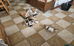 Jack Russell dogs for sale: Two Gorgeous Puppies  - Image 5