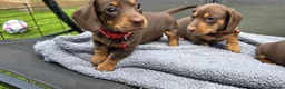 Dachshund dogs for sale: Dacshund Puppies Ready on 27/6!!! - Advert 9
